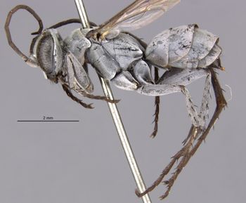 Media type: image;   Entomology 10004 Aspect: habitus lateral view